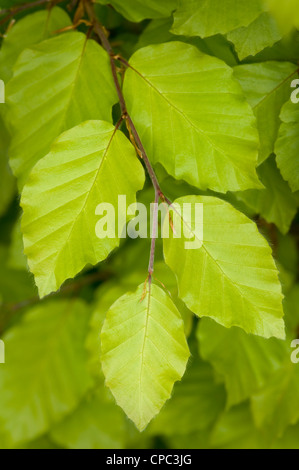 growing beech leaves in springtime close up Stock Photo