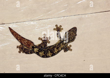 Turnip tailed gecko (Thecadactylus solimoensis) on a ceiling Stock Photo