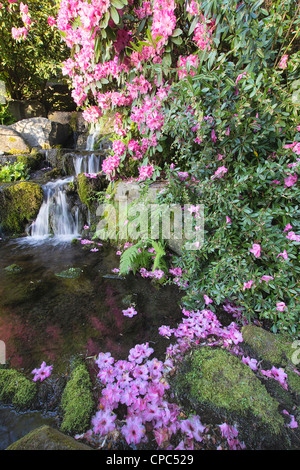 Rhododendron Flowers Blooming in Spring Season by Waterfall Stock Photo