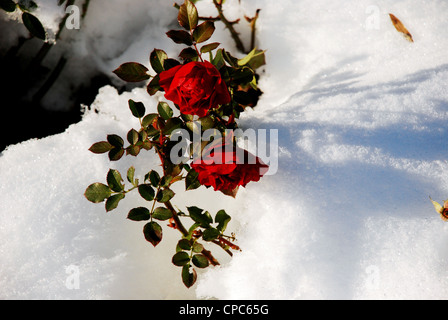 roses in frozen background Stock Photo