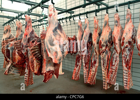 Beef in a cold store. Stock Photo