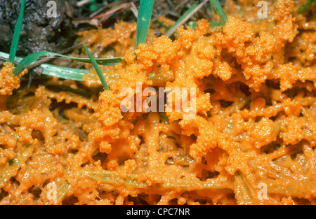 Slime mould (Badhamia foliicola) plasmodium beginning to develop fruiting bodies on grass cuttings UK Stock Photo