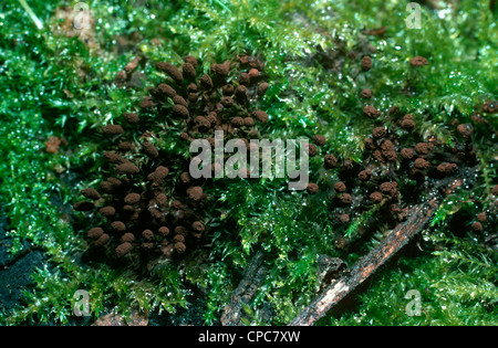 Slime mould (Comatricha nigra) mature brown fruiting bodies on a mossy log UK Stock Photo