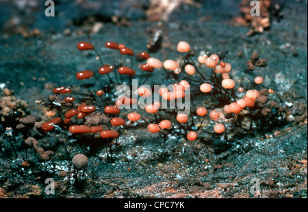Slime mould (Comatricha nigra) myxomycete with newly forming fruiting bodies on a log UK Stock Photo