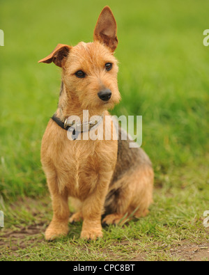 cute mixed breed terrier Stock Photo