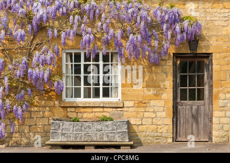 Cotswolds village of Broadway Wisteria sinensis Purple Wisteria on a house wall in the village of Broadway The Cotswolds England GB UK Europe Stock Photo