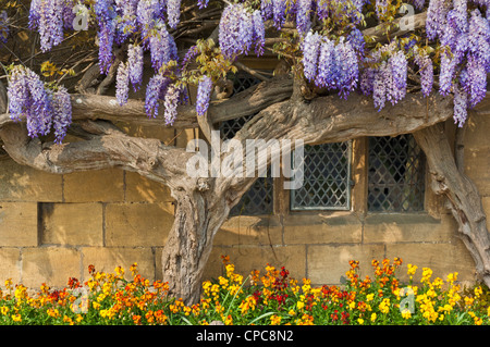 wisteria on a house wall in the village of broadway the cotswolds england gb uk europe Stock Photo