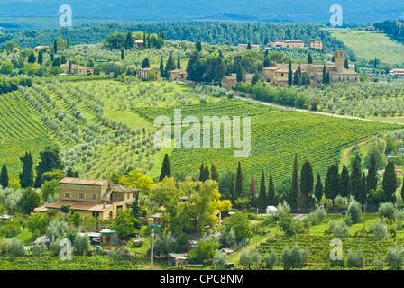 Rows of vines,vineyards and olive groves at local farms near San Gimignano Val di Chianti Tuscany Italy EU Europe Stock Photo