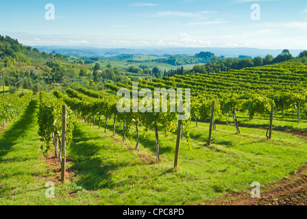 Rows of vines and vineyards near San Gimignano Val di Chianti Tuscany Italy EU Europe Stock Photo