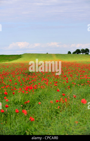 Red poppies in lower silesia poland spring, agriculture, aroma, flowers ...