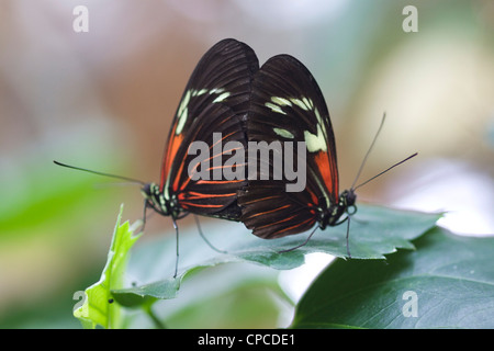 Postman Butterfly  Heliconius melpomene feeding on a flower Stock Photo