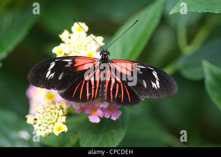 Postman Butterfly  Heliconius melpomene feeding on a flower Stock Photo