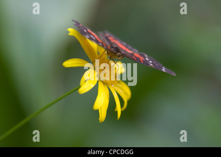 Postman Butterfly  Heliconius melpomene feeding on a flower Stock Photo