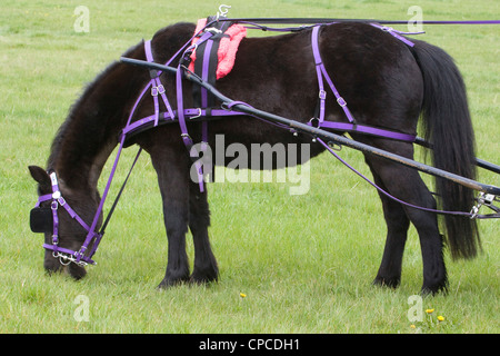 A Scurry Driving Pony taking a break eating grass Stock Photo