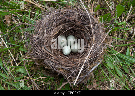 birds' eggs - blackbird - Turdus merula Stock Photo