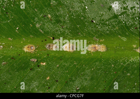 Honeydew & soft brown scale insects (Coccus hesperidum) on a banana leaf midrib vein Stock Photo