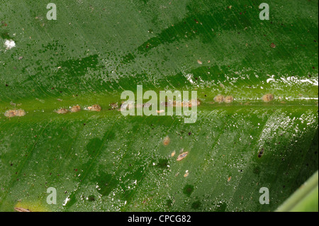 Honeydew & soft brown scale insects (Coccus hesperidum) on a banana leaf midrib vein Stock Photo