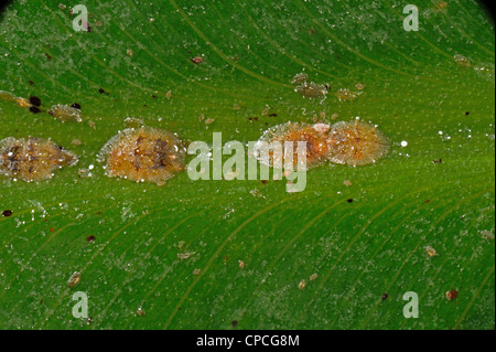 Honeydew & soft brown scale insects (Coccus hesperidum) on a banana leaf midrib vein Stock Photo