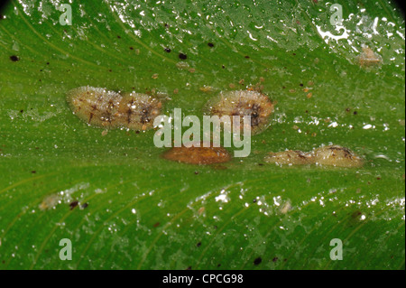 Honeydew & soft brown scale insects (Coccus hesperidum) on a banana leaf midrib vein Stock Photo