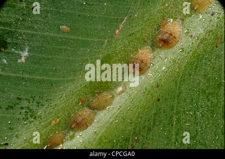 Honeydew & soft brown scale insects (Coccus hesperidum) on a banana leaf midrib vein Stock Photo