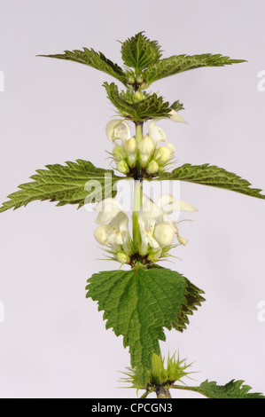 White dead-nettle (Lamium album) flowering plant Stock Photo