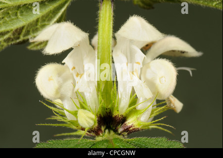 White dead-nettle (Lamium album) flowers Stock Photo