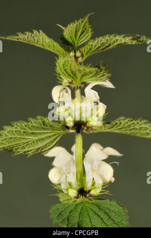 White dead-nettle (Lamium album) flowering plant Stock Photo