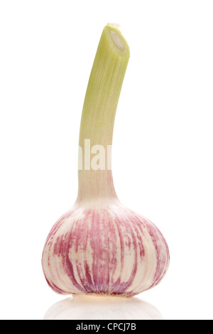 Garlic bulb and stem Stock Photo