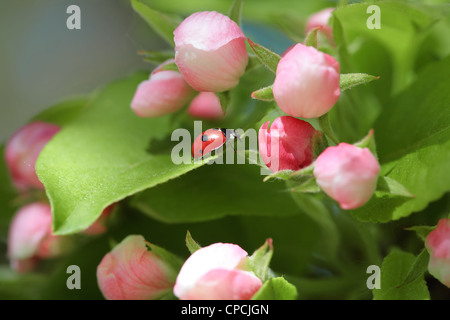 Close-up view of blossoming apple tree flowers. 'Ladybird' or 'ladybug'  is on the leaf. Stock Photo