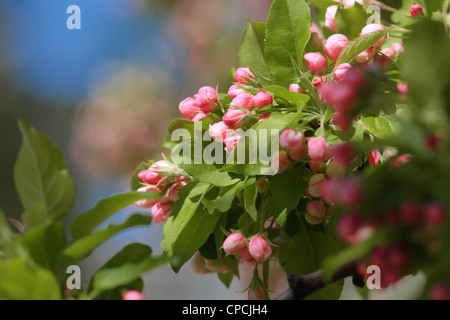 Close-up view of blossoming apple tree flowers. Stock Photo