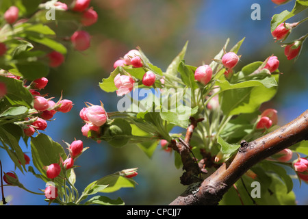 Close-up view of blossoming apple tree flowers. Stock Photo