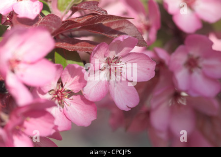 Close-up view of blossoming apple tree flowers. Malus x purpurea. Stock Photo