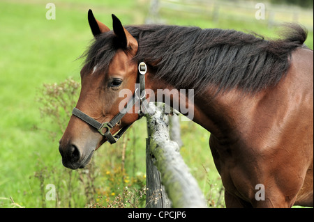 animal, brown, farmland, landscape, nature, horse Stock Photo
