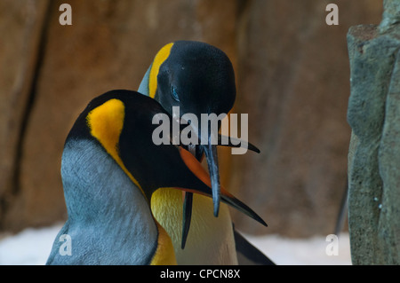 A pair of King Penguins at the Montreal Biodome. Stock Photo