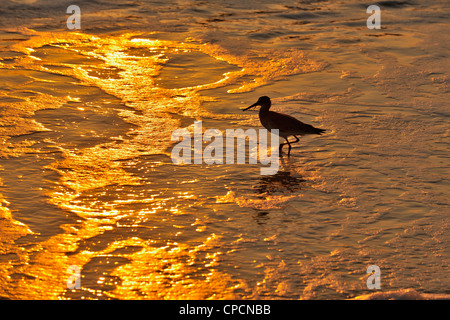 Lesser yellowlegs (Tringa flavipes) Foraging in Gulf surf at sunset, Nokomis Beach, Nokomis, Florida, USA Stock Photo