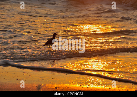 Lesser yellowlegs (Tringa flavipes) Foraging in Gulf surf at sunset, Nokomis Beach, Nokomis, Florida, USA Stock Photo