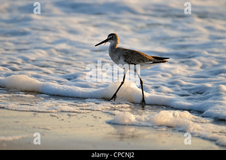 Lesser yellowlegs (Tringa flavipes) Foraging in Gulf surf at sunset, Nokomis Beach, Nokomis, Florida, USA Stock Photo