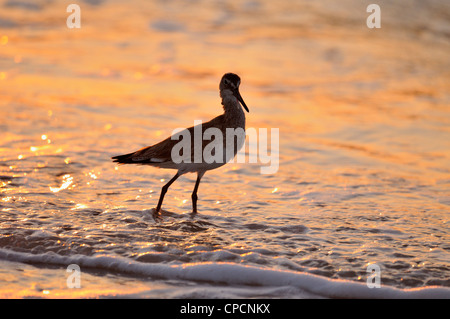 Lesser yellowlegs (Tringa flavipes) Foraging in Gulf surf at sunset, Nokomis Beach, Nokomis, Florida, USA Stock Photo