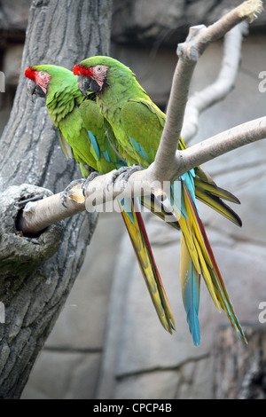 Two Military Macaws (Ara Militaris), large parrots, native to the forests of Mexico and South America Stock Photo