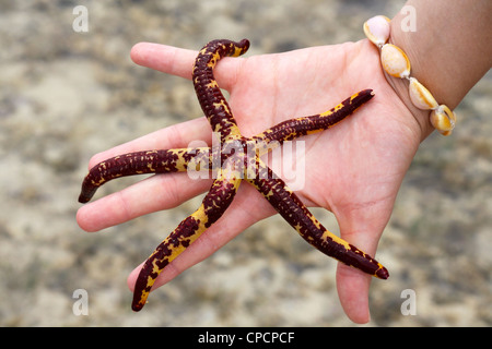 A starfish held in the palm of a hand Stock Photo