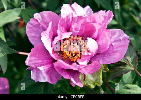 vivid lovely pink tree peony flower nestles in deep green leaves in Clinton community garden on spring day New York City Stock Photo