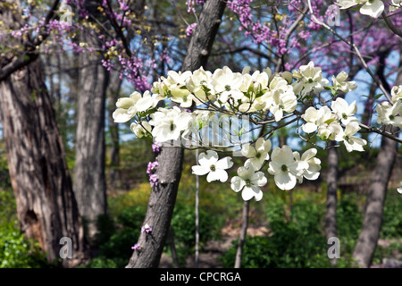 white dogwood blossoms in front of pink blooming cherry trees just coming into bloom on a beautiful spring day in New York City Stock Photo