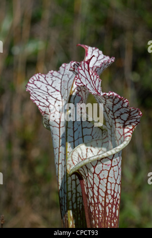 Carnivorous White-topped Pitcher Plant  Sarracenia leucophylla Alabama  USA Stock Photo