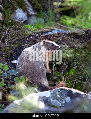 A small marmot wonders around the small flora covered hill Stock Photo ...