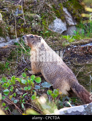 A small marmot wonders around the small flora covered hill Stock Photo ...