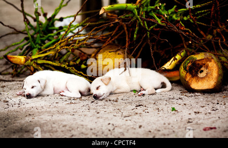 Two puppies rest on a shady beach to avoid the hot Pacific sun in El Nido, Palawan, Philippines. Stock Photo