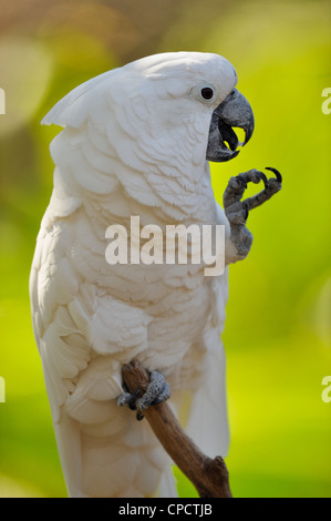 White/Umbrella Cockatoo (Cacatua alba), The Alligator Farm, St. Augustine, Florida, USA Stock Photo