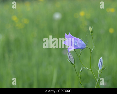 wild flower meadow with Spreading Bellflower / Campanula patula / Wiesen-Glockenblume