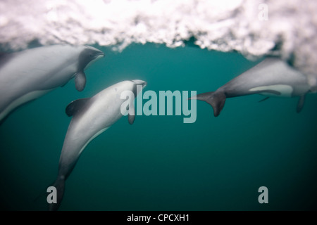 Hectors dolphins swimming underwater Stock Photo