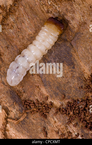 little woodworm lies on brown tree bark Stock Photo